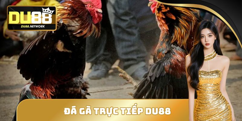 Đá Gà Trực Tiếp DU88